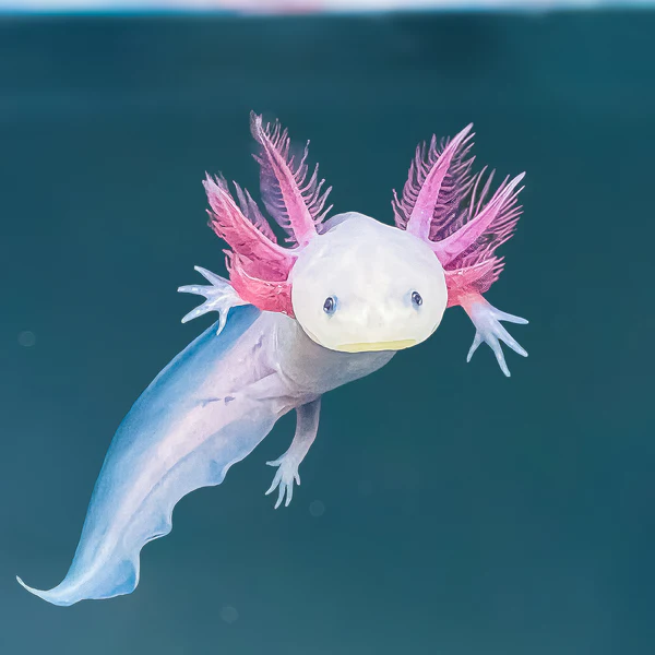 Adventures of the Axolotl: The Depths of the Forgotten Trench